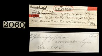 Media type: image;   Invertebrate Zoology OPH-576 Aspect: labels